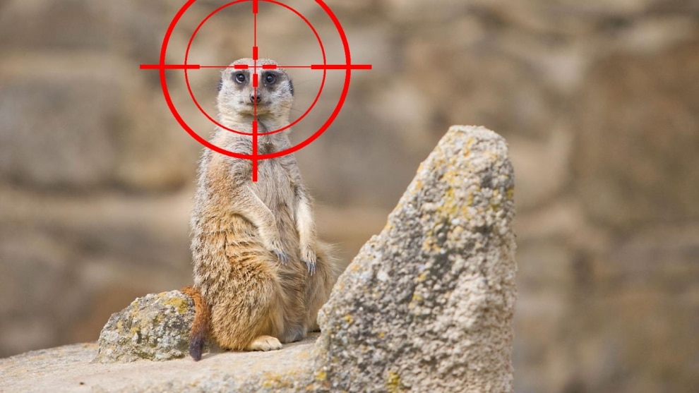 Hunters forced to report on the Meerkat app: the government’s balancing act